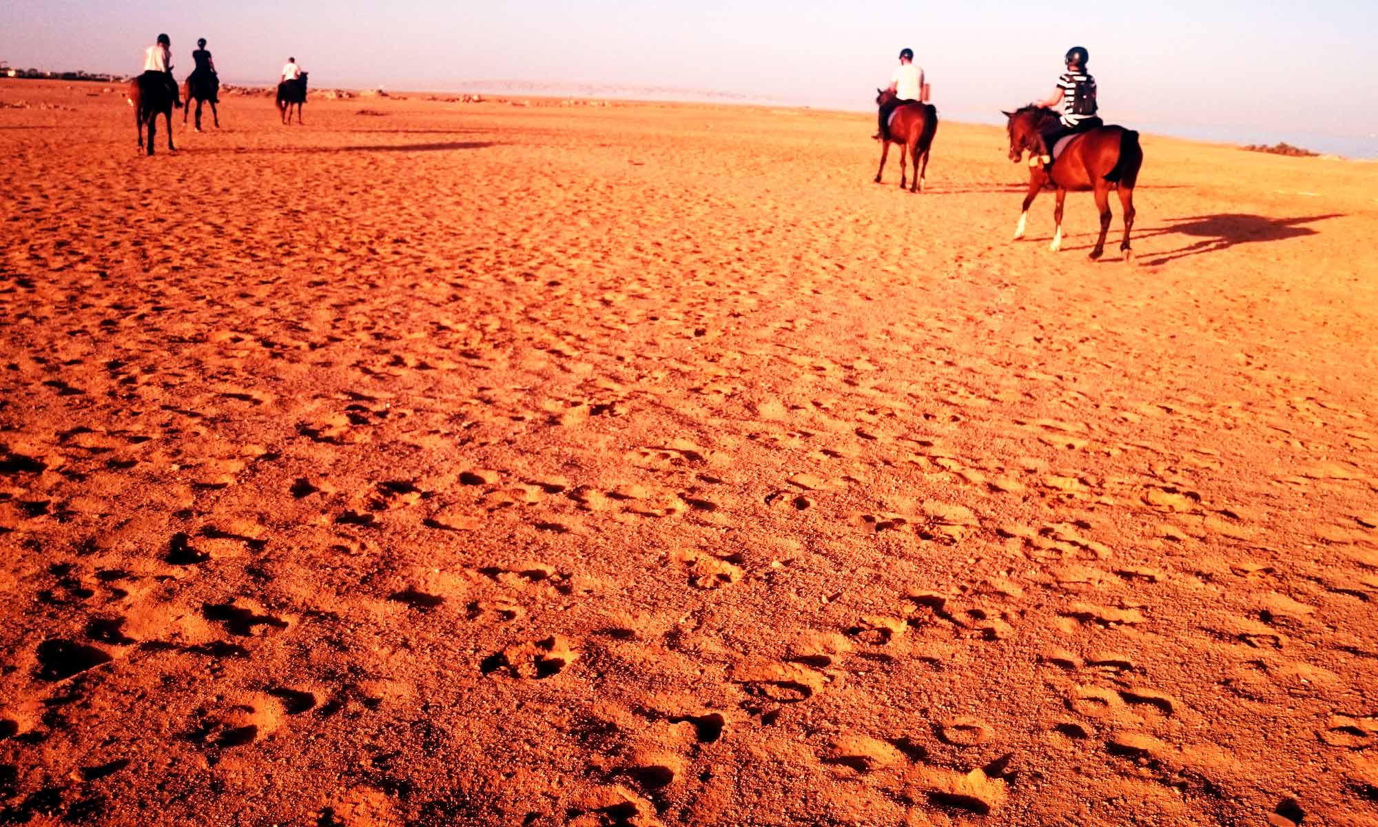 Hurghada Horses stable and facilities