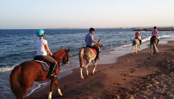 Sara the Paint horse with her distinctive markings
