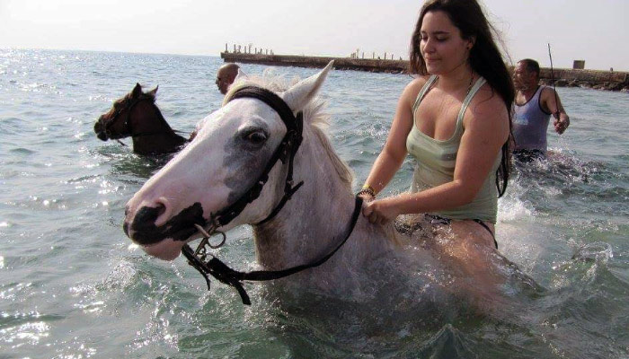 Sultan the Arabian horse in the stable