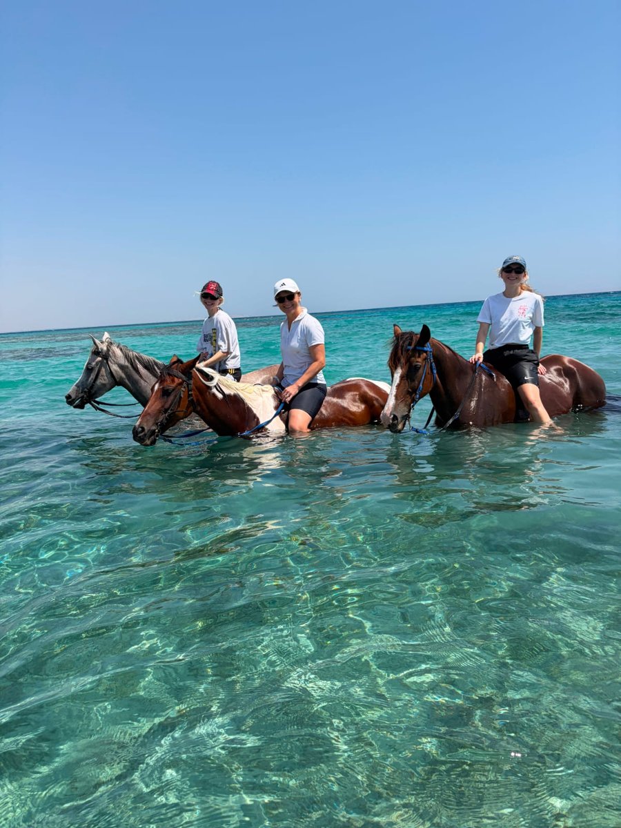 Swimming with horses in the Red Sea